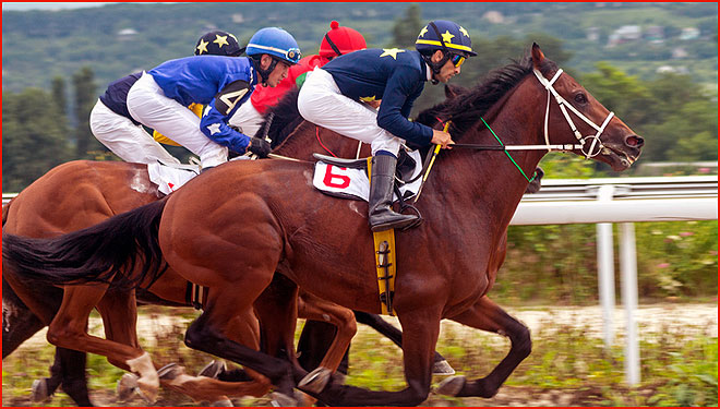Elements to consider when betting on horse races